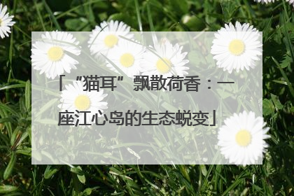 “猫耳”飘散荷香：一座江心岛的生态蜕变