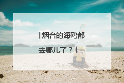 烟台的海鸥都去哪儿了？