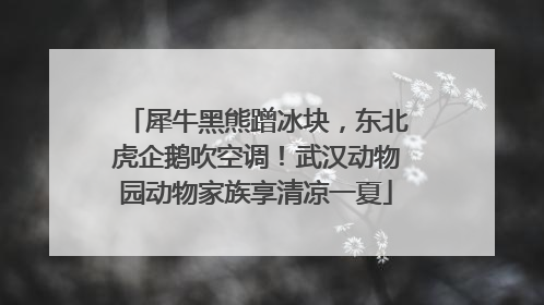 犀牛黑熊蹭冰块，东北虎企鹅吹空调！武汉动物园动物家族享清凉一夏