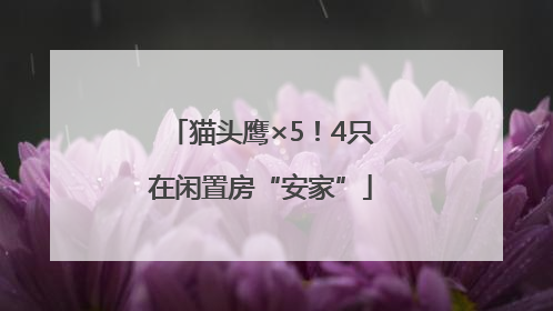 猫头鹰×5！4只在闲置房“安家”