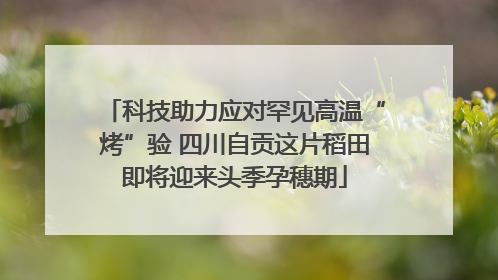 科技助力应对罕见高温“烤”验 四川自贡这片稻田即将迎来头季孕穗期
