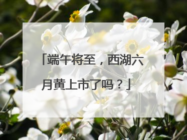 端午将至，西湖六月黄上市了吗？