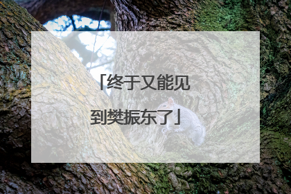 终于又能见到樊振东了