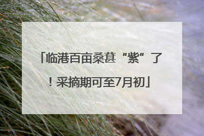 临港百亩桑葚“紫”了！采摘期可至7月初