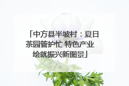 中方县半坡村：夏日茶园管护忙 特色产业绘就振兴新图景