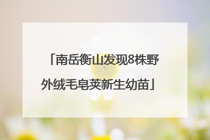 南岳衡山发现8株野外绒毛皂荚新生幼苗