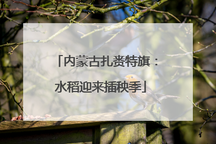 内蒙古扎赉特旗：水稻迎来插秧季