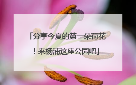 分享今夏的第一朵荷花！来杨浦这座公园吧