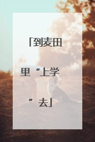 到麦田里“上学”去