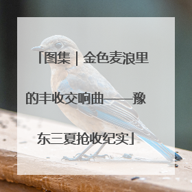 图集|金色麦浪里的丰收交响曲——豫东三夏抢收纪实