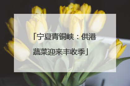 宁夏青铜峡：供港蔬菜迎来丰收季