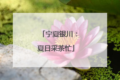宁夏银川：夏日采茶忙