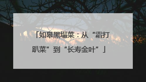 如皋黑塌菜：从“霜打趴菜”到“长寿金叶”