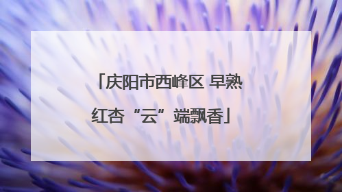 庆阳市西峰区 早熟红杏“云”端飘香