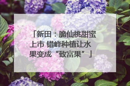 新田：脆仙桃甜蜜上市 错峰种植让水果变成“致富果”