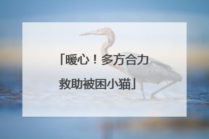 暖心！多方合力救助被困小猫