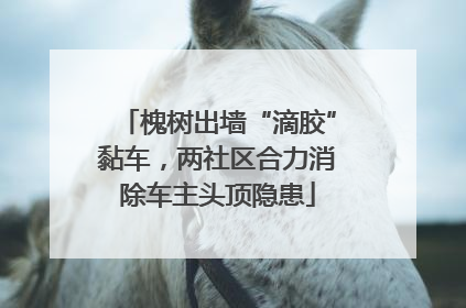 槐树出墙“滴胶”黏车，两社区合力消除车主头顶隐患