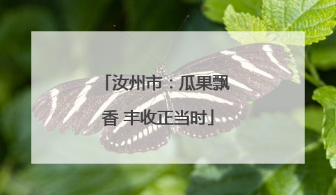 汝州市：瓜果飘香 丰收正当时