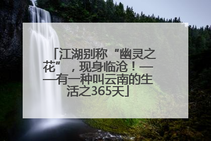 江湖别称“幽灵之花”，现身临沧！——有一种叫云南的生活之365天