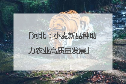 河北：小麦新品种助力农业高质量发展