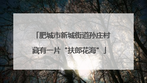 肥城市新城街道孙庄村藏有一片“扶郎花海”
