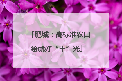 肥城：高标准农田绘就好“丰”光