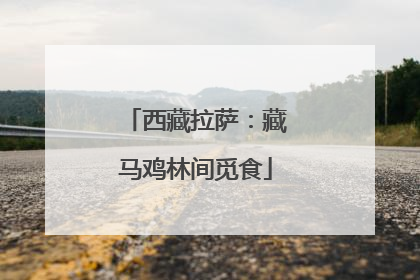 西藏拉萨：藏马鸡林间觅食
