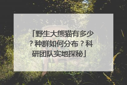 野生大熊猫有多少？种群如何分布？科研团队实地探秘
