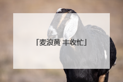麦浪黄 丰收忙