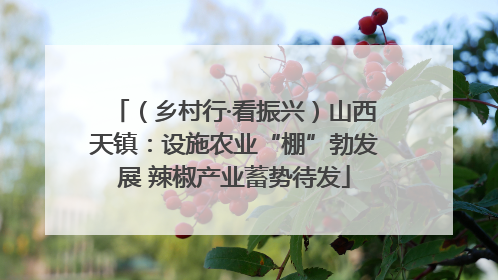 （乡村行·看振兴）山西天镇：设施农业“棚”勃发展 辣椒产业蓄势待发
